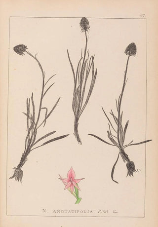 Louis Antoine Cusin - Herbier de la flore franaise Pl1047.webp