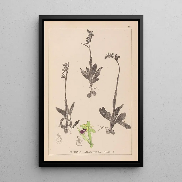 Louis Antoine Cusin - Herbier de la flore franaise Pl1048.webp