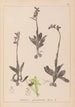 Herbier de la flore française Pl1048 - Louis Antoine Cusin — vista dell’opera