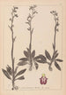 Herbier de la flore française Pl1049 - Louis Antoine Cusin — vista dell’opera
