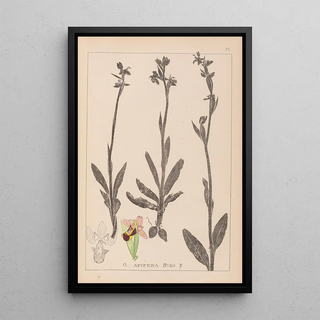 Louis Antoine Cusin - Herbier de la flore franaise Pl1050.webp