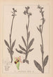 Herbier de la flore française Pl1050 - Louis Antoine Cusin — vista dell’opera