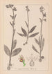 Herbier de la flore française Pl1054 - Louis Antoine Cusin — vista dell’opera