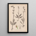 Herbier de la flore française Pl1054 - Louis Antoine Cusin — quadro incorniciato alla parete