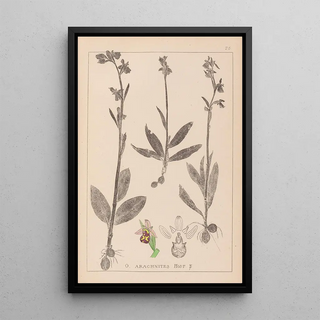 Louis Antoine Cusin - Herbier de la flore franaise Pl1054.webp