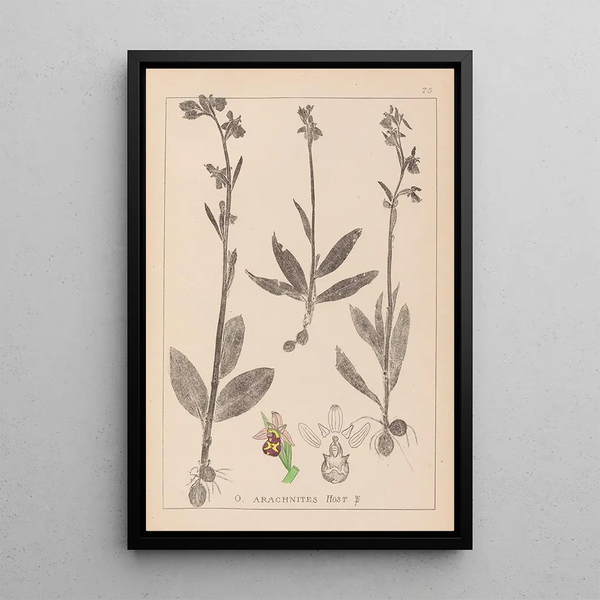 Louis Antoine Cusin - Herbier de la flore franaise Pl1054.webp