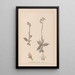 Herbier de la flore française Pl1055 - Louis Antoine Cusin — quadro incorniciato alla parete