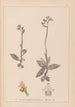 Herbier de la flore française Pl1055 - Louis Antoine Cusin — vista dell’opera