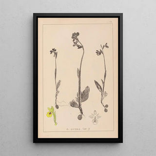 Louis Antoine Cusin - Herbier de la flore franaise Pl1057.webp