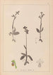 Herbier de la flore française Pl1058 - Louis Antoine Cusin — vista dell’opera