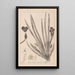 Herbier de la flore française Pl1061 - Louis Antoine Cusin — quadro incorniciato alla parete
