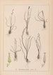 Herbier de la flore française Pl1065 - Louis Antoine Cusin — vista dell’opera