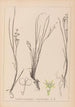Herbier de la flore française Pl1067 - Louis Antoine Cusin — vista dell’opera