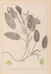 Herbier de la flore française Pl1068 - Louis Antoine Cusin — vista dell’opera