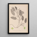 Herbier de la flore française Pl1068 - Louis Antoine Cusin — quadro incorniciato alla parete