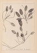 Herbier de la flore française Pl1071 - Louis Antoine Cusin — vista dell’opera