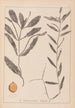 Herbier de la flore française Pl1072 - Louis Antoine Cusin — vista dell’opera