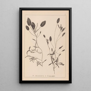 Louis Antoine Cusin - Herbier de la flore franaise Pl1074.webp