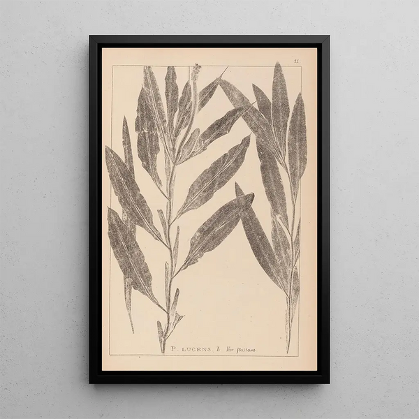 Louis Antoine Cusin - Herbier de la flore franaise Pl1077.webp
