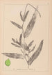 Herbier de la flore française Pl1078 - Louis Antoine Cusin — vista dell’opera