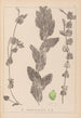 Herbier de la flore française Pl1079 - Louis Antoine Cusin — vista dell’opera