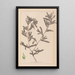 Herbier de la flore française Pl1080 - Louis Antoine Cusin — quadro incorniciato alla parete