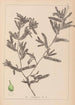 Herbier de la flore française Pl1080 - Louis Antoine Cusin — vista dell’opera