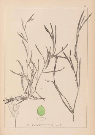 Louis Antoine Cusin - Herbier de la flore franaise Pl1081.webp