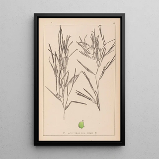 Louis Antoine Cusin - Herbier de la flore franaise Pl1082.webp