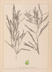 Herbier de la flore française Pl1082 - Louis Antoine Cusin — vista dell’opera