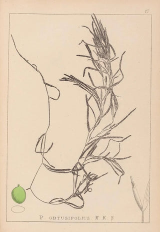 Louis Antoine Cusin - Herbier de la flore franaise Pl1083.webp