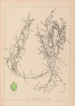 Louis Antoine Cusin - Herbier de la flore franaise Pl1084.webp