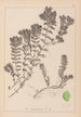 Herbier de la flore française Pl1088 - Louis Antoine Cusin — vista dell’opera