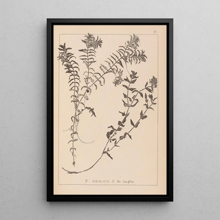 Louis Antoine Cusin - Herbier de la flore franaise Pl1089.webp