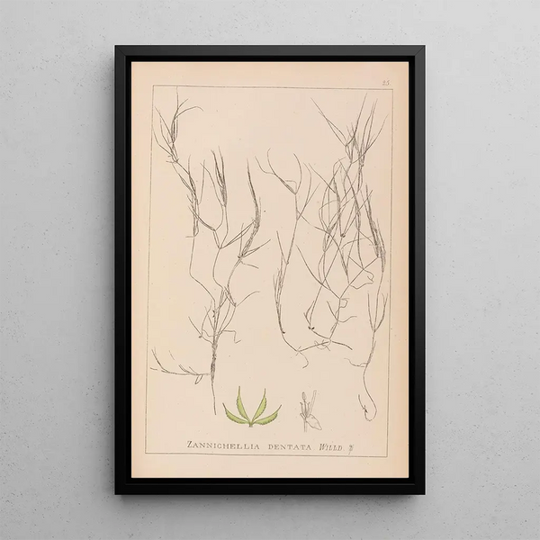Louis Antoine Cusin - Herbier de la flore franaise Pl1090.webp