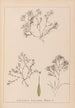 Herbier de la flore française Pl1093 - Louis Antoine Cusin — vista dell’opera