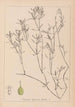 Herbier de la flore française Pl1094 - Louis Antoine Cusin — vista dell’opera