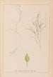 Herbier de la flore française Pl1097 - Louis Antoine Cusin — vista dell’opera
