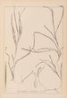 Herbier de la flore française Pl1098 - Louis Antoine Cusin — vista dell’opera