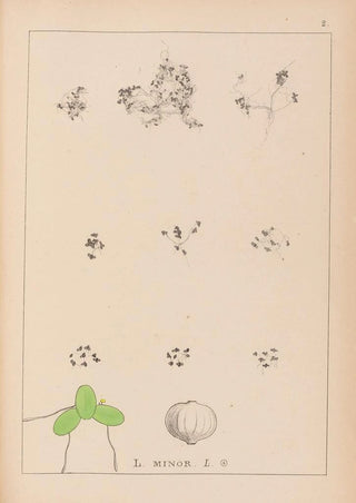 Louis Antoine Cusin - Herbier de la flore franaise Pl1101.webp