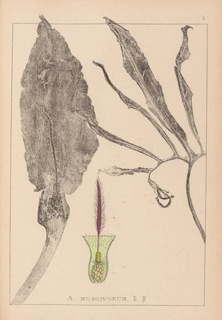 Louis Antoine Cusin - Herbier de la flore franaise Pl1105.webp