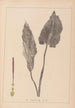 Herbier de la flore française Pl1108 - Louis Antoine Cusin — vista dell’opera