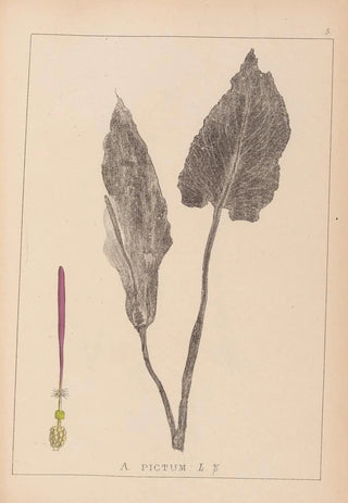 Louis Antoine Cusin - Herbier de la flore franaise Pl1108.webp