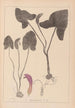 Herbier de la flore française Pl1109 - Louis Antoine Cusin — vista dell’opera