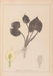 Herbier de la flore française Pl1110 - Louis Antoine Cusin — vista dell’opera