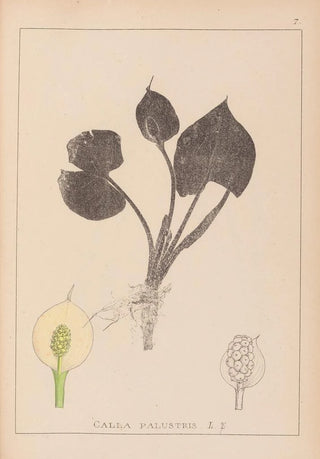 Louis Antoine Cusin - Herbier de la flore franaise Pl1110.webp