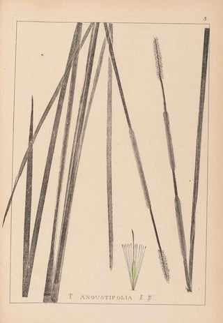 Louis Antoine Cusin - Herbier de la flore franaise Pl1114.webp