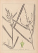 Herbier de la flore française Pl1118 - Louis Antoine Cusin — vista dell’opera