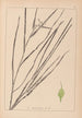 Herbier de la flore française Pl1120 - Louis Antoine Cusin — vista dell’opera