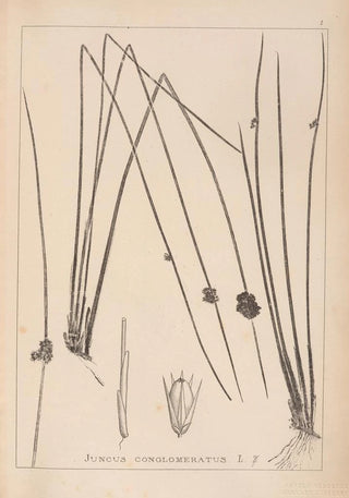 Louis Antoine Cusin - Herbier de la flore franaise Pl1122.webp